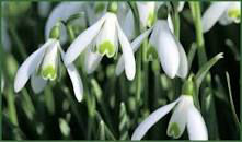 Mobirise WebsitJaquinta